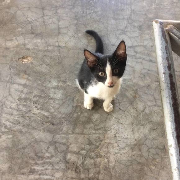 Meet your Posher, Dylan - Picture 1 of 1